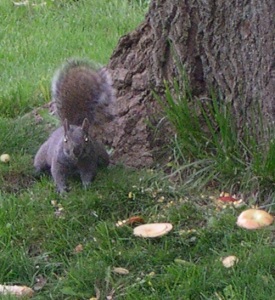 apples N squirrel